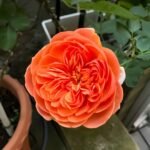 Silk Road Rose