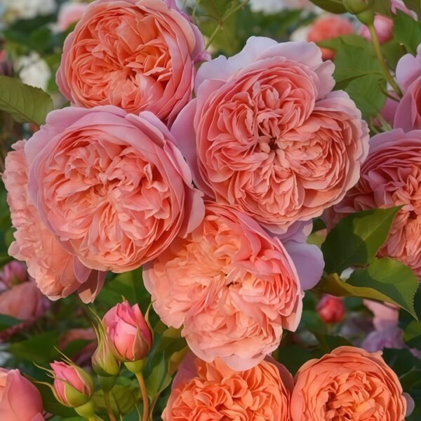 Silk Road Rose