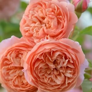 Silk Road Rose