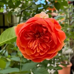 Silk Road Rose