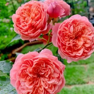 Silk Road Rose