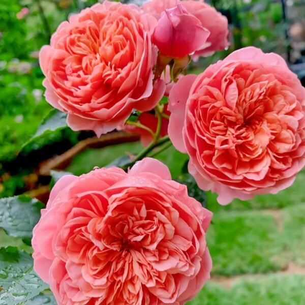 Silk Road Rose