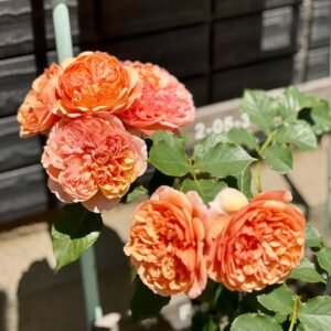 Silk Road Rose