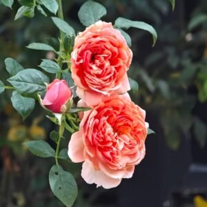 Silk Road Rose
