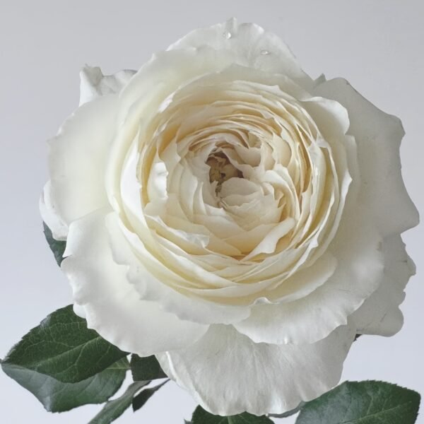 Snowball Forever Rose