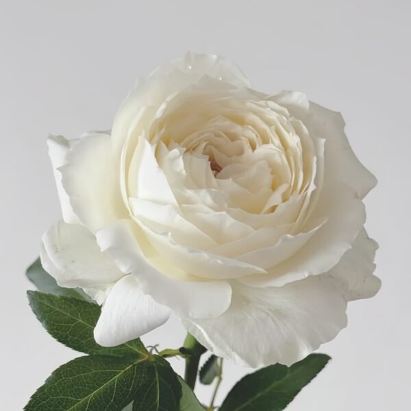 Snowball Forever Rose