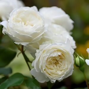 Snowball Forever Rose
