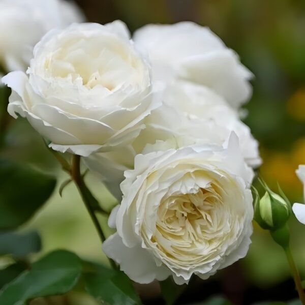 Snowball Forever Rose