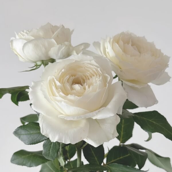 Snowball Forever Rose