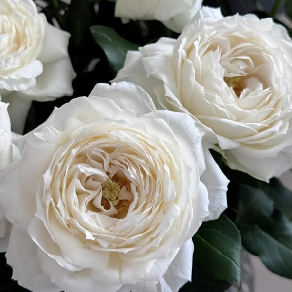 Snowball Forever Rose