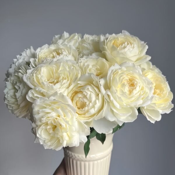 Snowball Forever Rose