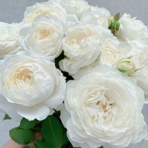 Snowball Forever Rose