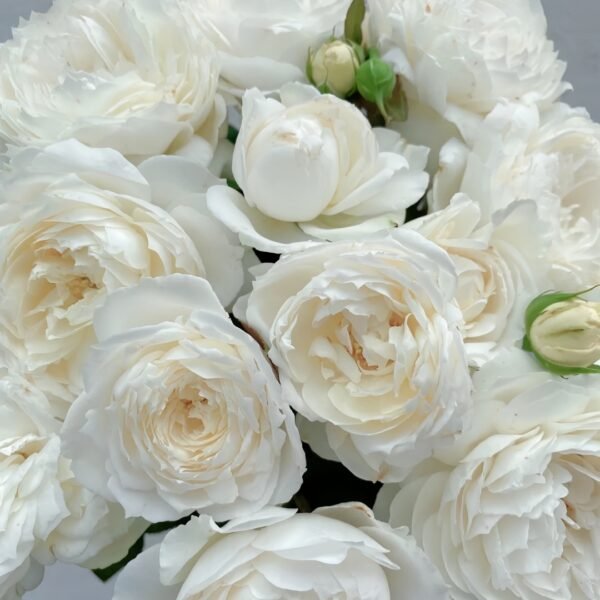 Snowball Forever Rose