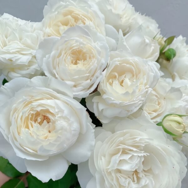 Snowball Forever Rose