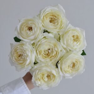 Snowball Forever Rose