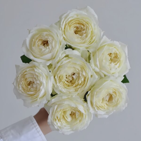 Snowball Forever Rose