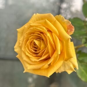 Spoiler Rose Plant｜捣蛋鬼 - 图片 10