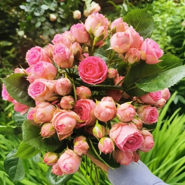 Super Sensation Rose