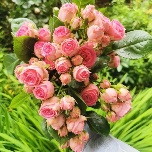 Super Sensation Rose