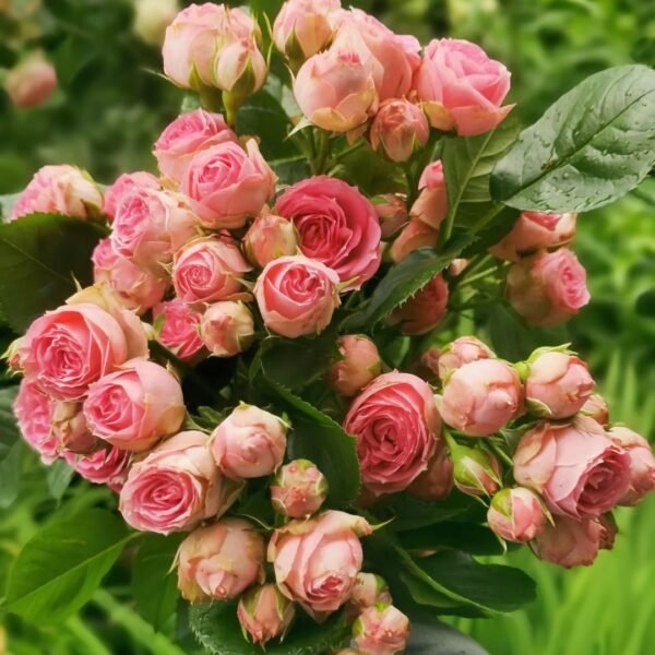 Super Sensation Rose