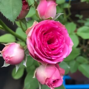 Super Sensation Rose