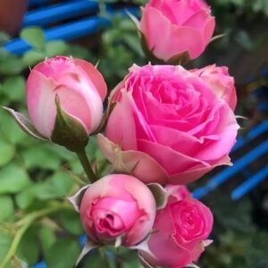 Super Sensation Rose