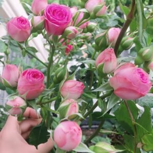 Super Sensation Rose