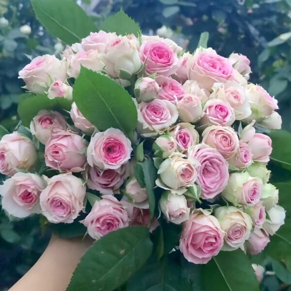 Super Sensation Rose