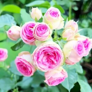 Super Sensation Rose