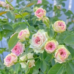 Super Sensation Rose Plant｜粉多头 - 图片 10