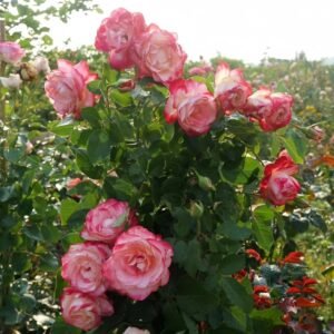 Sweet Berry Rose Plant｜二重奏 - 图片 10