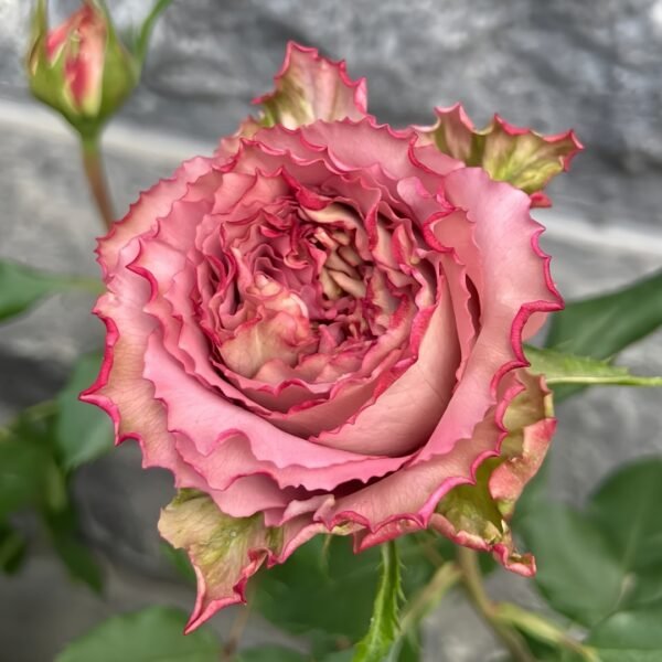 Thé nature Rose