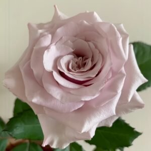 Vanquish Rose