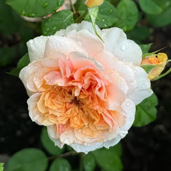 Versigny Rose