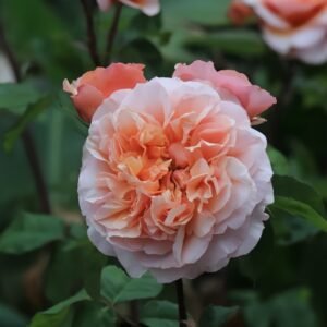 Versigny Rose