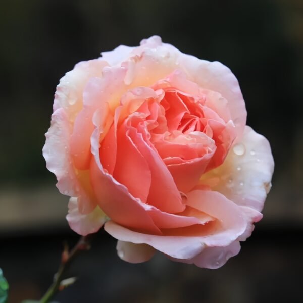 Versigny Rose