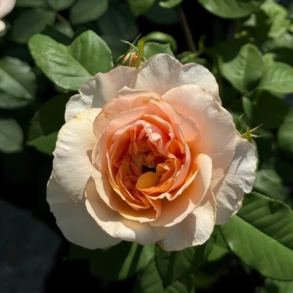 Versigny Rose