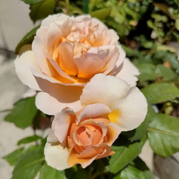 Versigny Rose