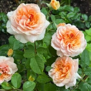 Versigny Rose