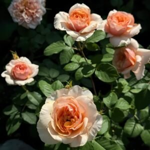 Versigny Rose Plant|维尔西尼 - 图片 10