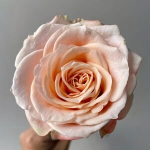 Warm Egg Soufflé Rose