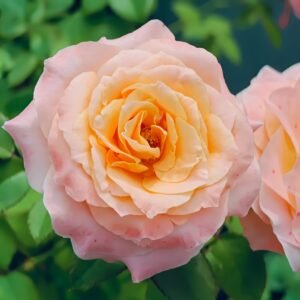 Warm Egg Soufflé Rose