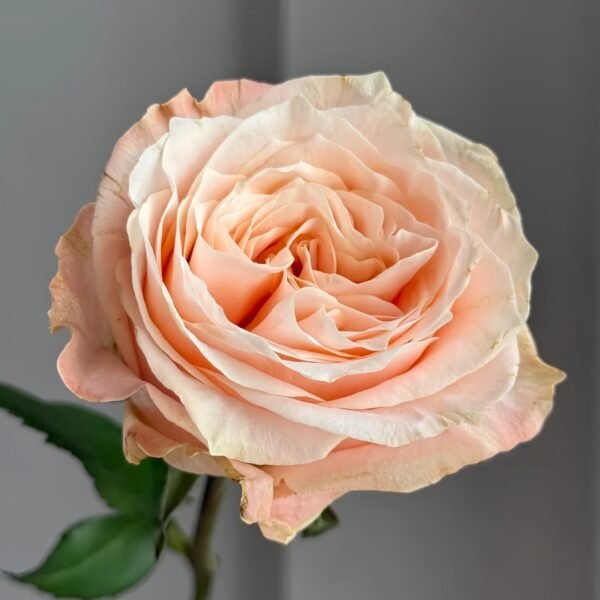 Warm Egg Soufflé Rose