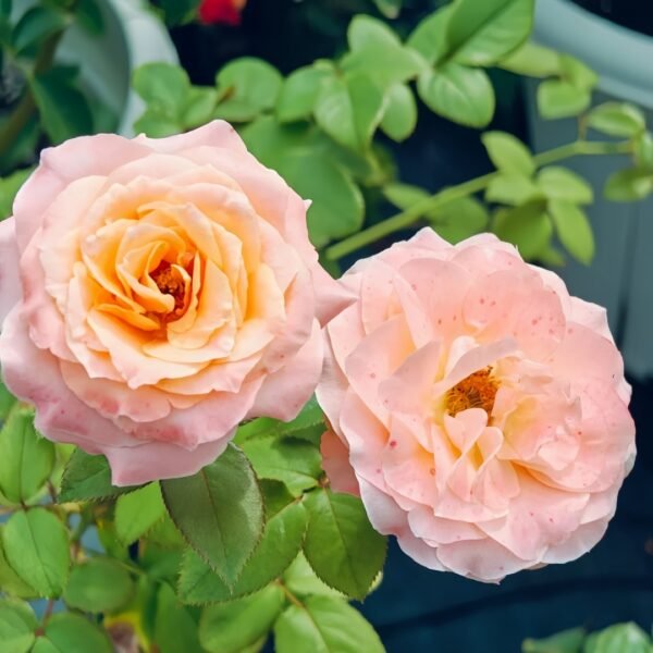 Warm Egg Soufflé Rose