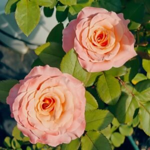 Warm Egg Soufflé Rose