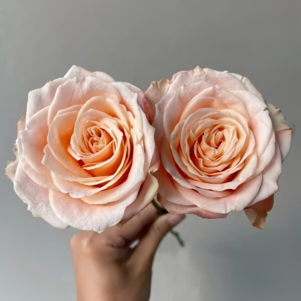 Warm Egg Soufflé Rose