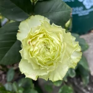 Wasabi Rose