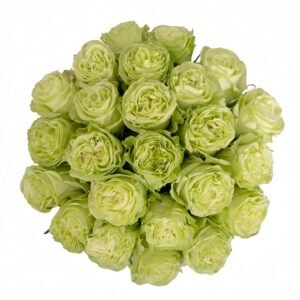 Wasabi Rose Plant｜芥末 - 图片 6