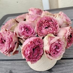 Wild Moments Rose Plant｜狂野时刻 - 图片 8