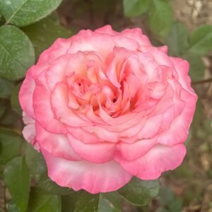 Wu Mei Niang Rose